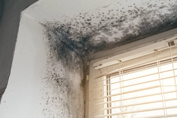 Affordable Commercial Mold Remediation solutions in Knotts Island, NC